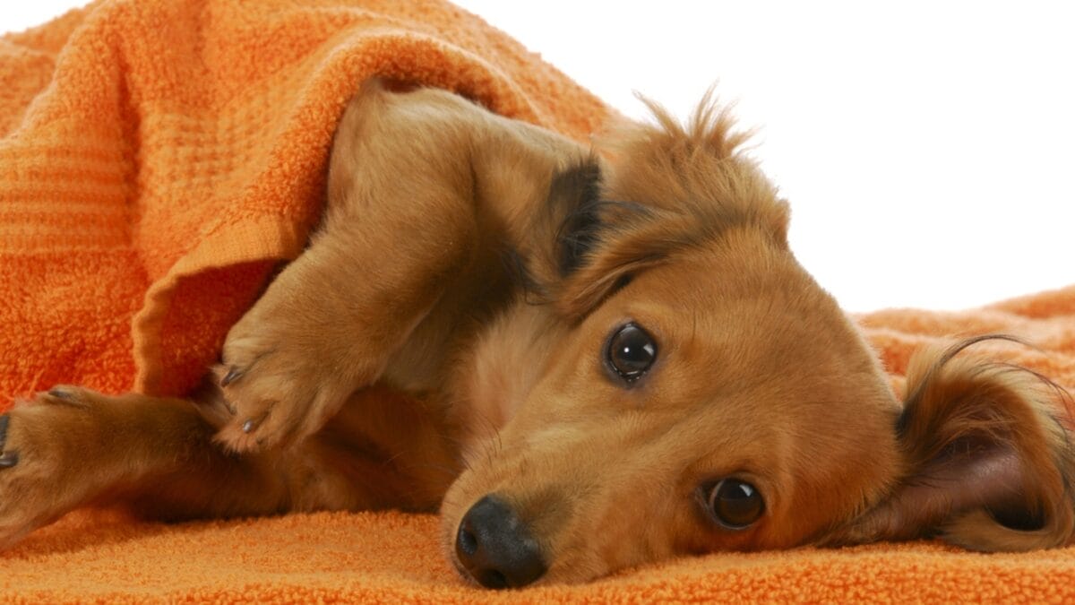10 Grooming Tips to Keep a Dachshund Looking Sleek - dachshund dog towel dp22878582