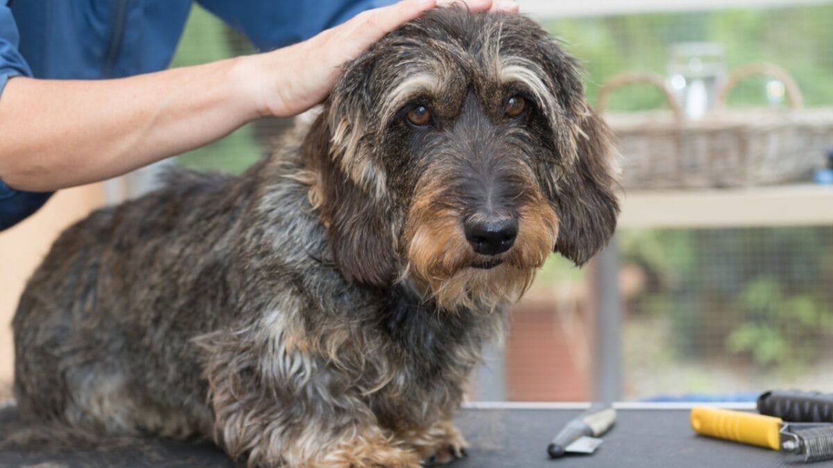 10 Grooming Tips to Keep a Dachshund Looking Sleek - dachshund dog trim fur dp83676234