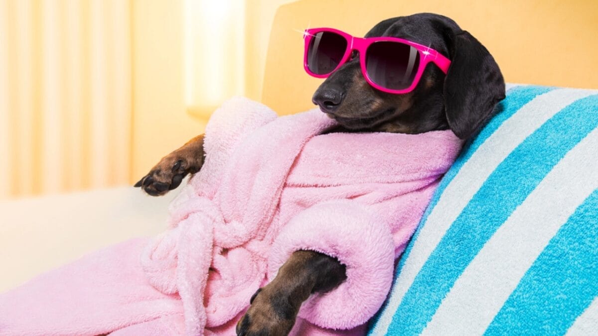 10 Grooming Tips to Keep a Dachshund Looking Sleek 11 10 Grooming Tips to Keep a Dachshund Looking Sleek - dachshund dog wearing glasses robe dp299467156