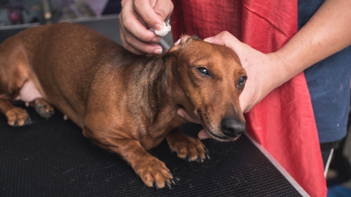 10 Grooming Tips to Keep a Dachshund Looking Sleek - dachushund dog grooming dp472379290