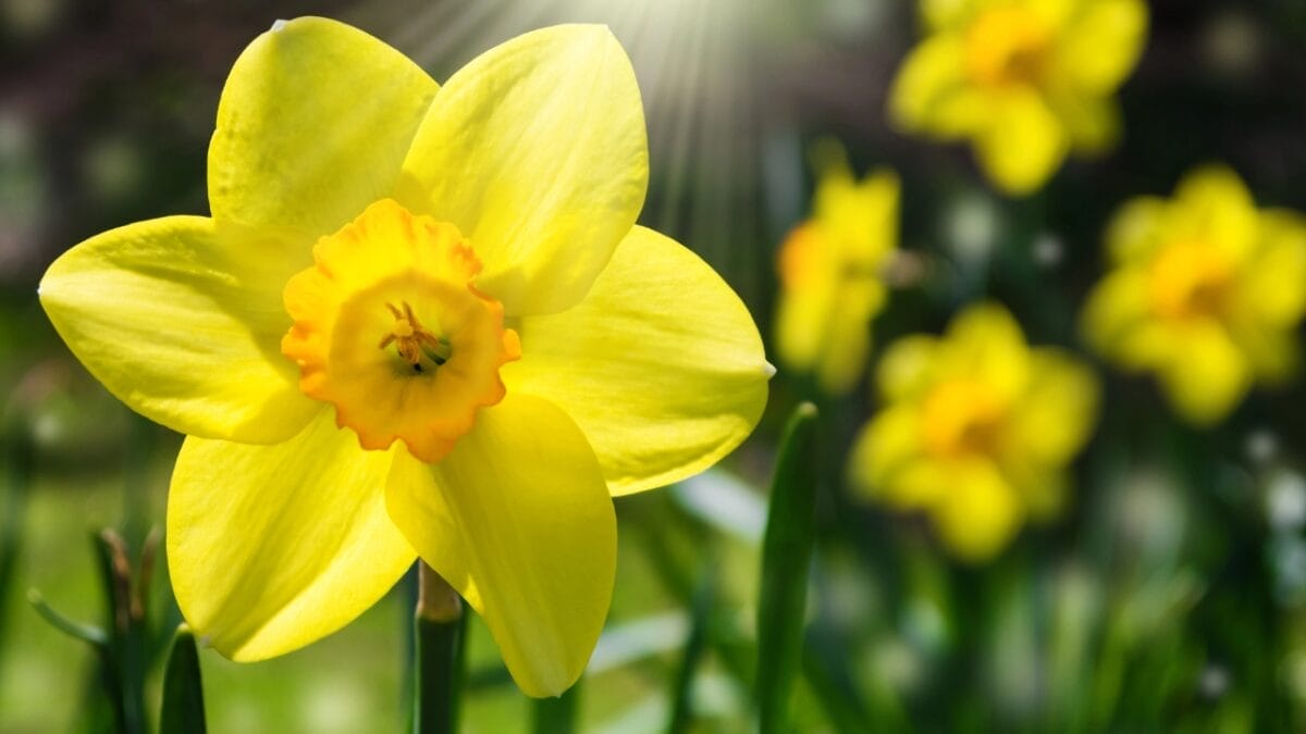 15 Stunning Flowering Bulbs & Tubers for Shady Backyards - daffodils dp39479543