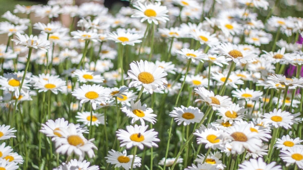 11 Flowers & Plants That Rose from the Ashes of War 5 11 Flowers & Plants That Rose from the Ashes of War - daisy flower dp53325551