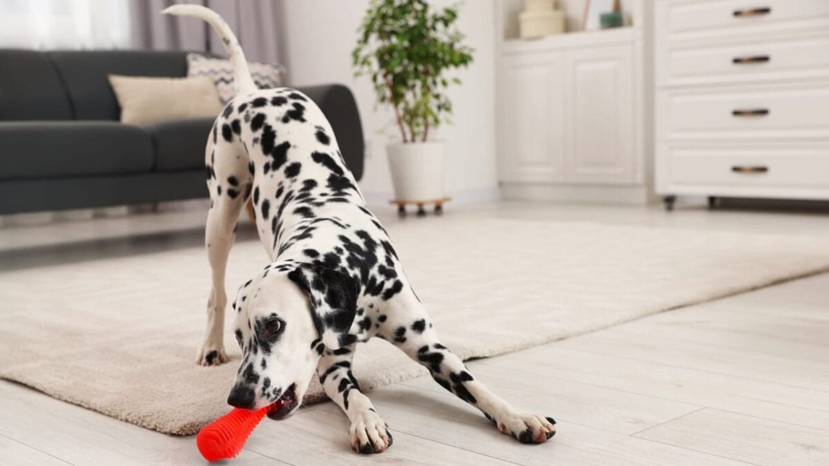 23 Dogs That Thrive on Love and Attention 9 23 Dogs That Thrive on Love and Attention - dalmatian dog ss2258622385