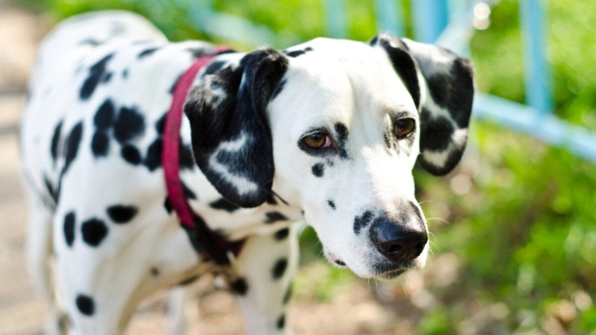 10 Things Only Dalmatian Aficionados Truly Know 5 10 Things Only Dalmatian Aficionados Truly Know - dalmatian dog deaf dp54592159