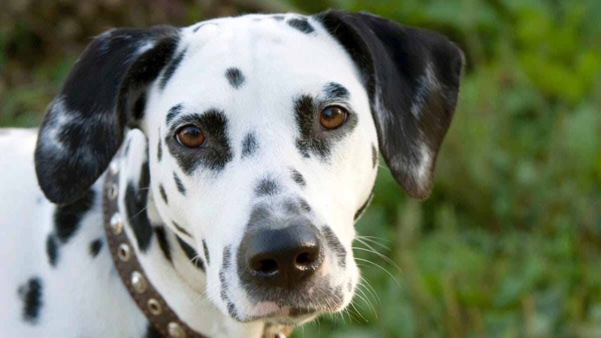 10 Things Only Dalmatian Aficionados Truly Know 2 10 Things Only Dalmatian Aficionados Truly Know - dalmatian dog dp5330356