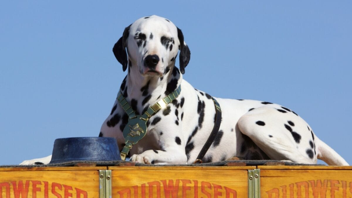 10 Things Only Dalmatian Aficionados Truly Know 7 10 Things Only Dalmatian Aficionados Truly Know - dalmatian mascot dp68335821