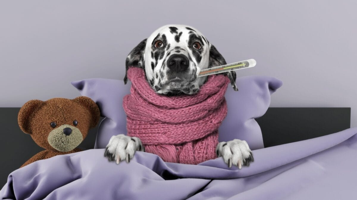 10 Things Only Dalmatian Aficionados Truly Know 8 10 Things Only Dalmatian Aficionados Truly Know - dalmatian sick dp139014484