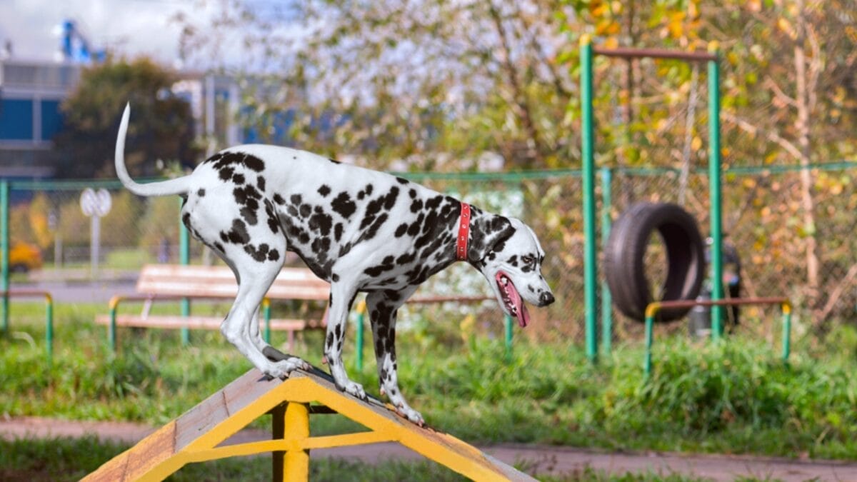 10 Things Only Dalmatian Aficionados Truly Know 9 10 Things Only Dalmatian Aficionados Truly Know - dalmatian sports dp86072640
