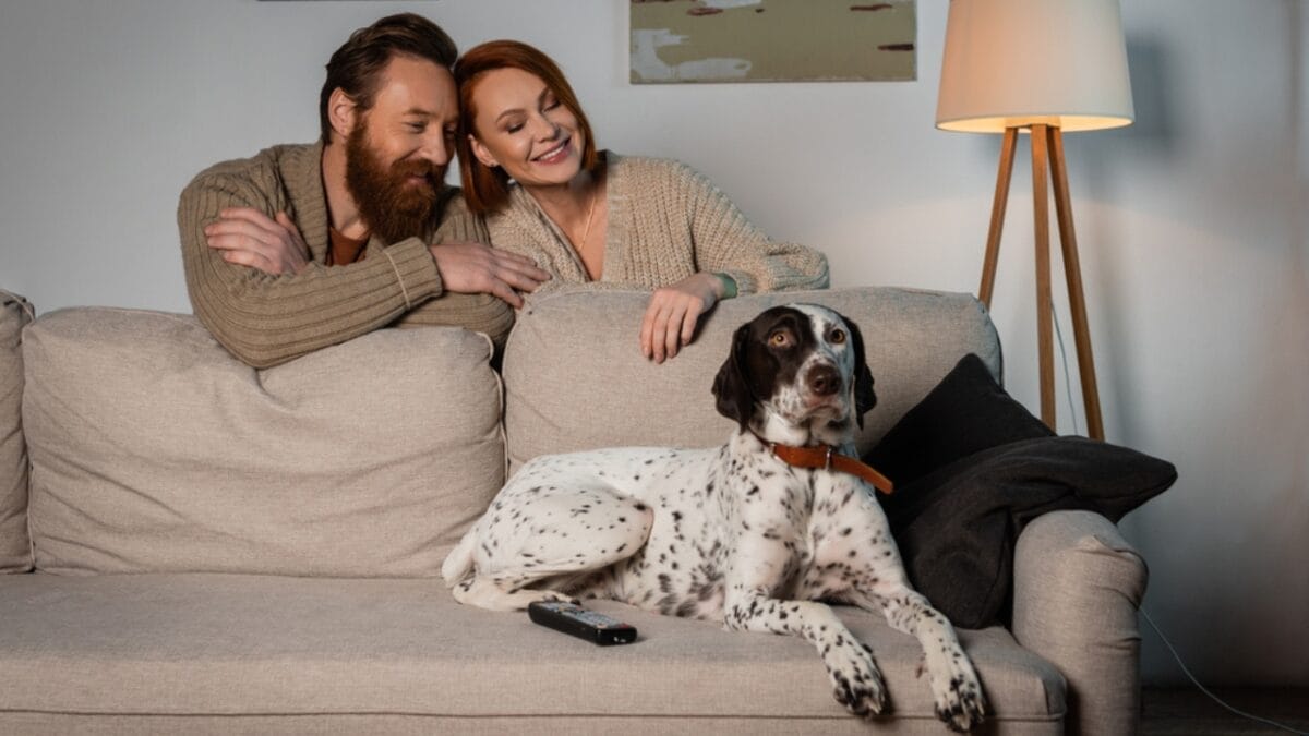 35 Fun Ways to Keep Your Dog Entertained Indoors - dalmatian watching dp638027210