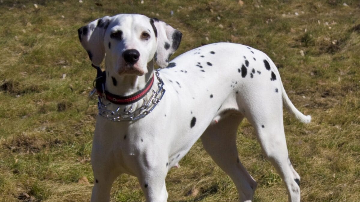10 Things Only Dalmatian Aficionados Truly Know 3 10 Things Only Dalmatian Aficionados Truly Know - dalmatian white dp10733580