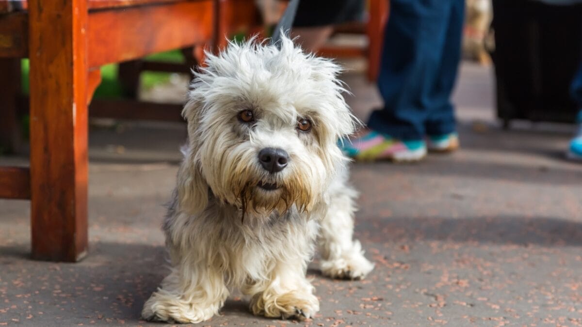 31 Endangered Dog Breeds at Risk of Disappearing 6 31 Endangered Dog Breeds at Risk of Disappearing - dandie terrier ss485020603