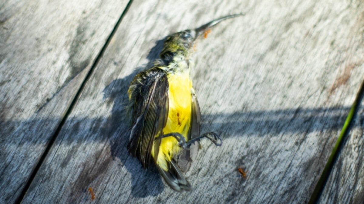 The Secret Lives of Hummingbirds: 8 Interesting Facts Most People Don't Know 6 The Secret Lives of Hummingbirds: 8 Interesting Facts Most People Don't Know - danger hummingbird ss2451450007