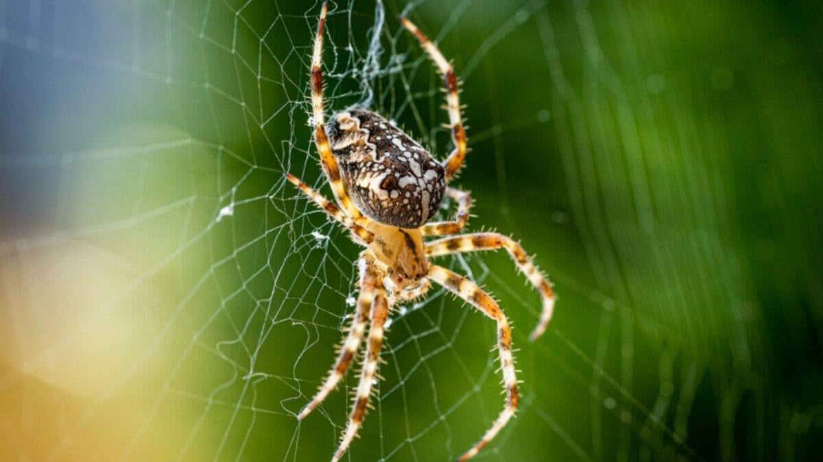 'Super Predator': The Animal in Africa That Even Lions Fear - dangerous insect ss1495428323