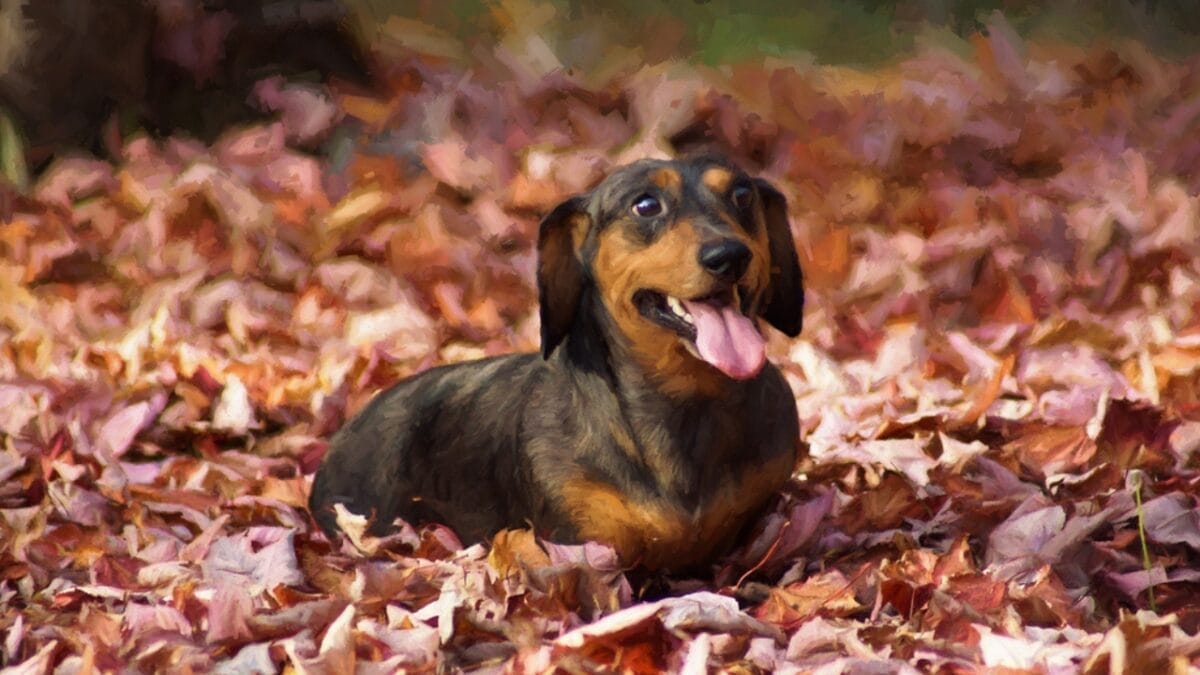 11 Facts About Dachshunds That Will Surprise You 6 11 Facts About Dachshunds That Will Surprise You - daschund art ss269912555