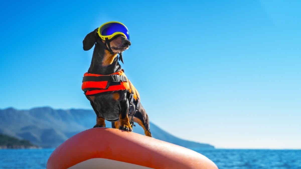 11 Facts About Dachshunds That Will Surprise You 10 11 Facts About Dachshunds That Will Surprise You - daschund entertainer ss1868238490