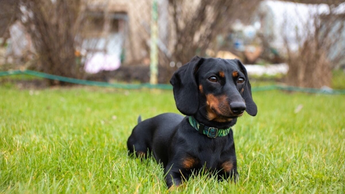 11 Facts About Dachshunds That Will Surprise You 8 11 Facts About Dachshunds That Will Surprise You - daschund old age ss2297008055