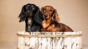 11 Facts About Dachshunds That Will Surprise You 1 11 Facts About Dachshunds That Will Surprise You - daschund ss199556093