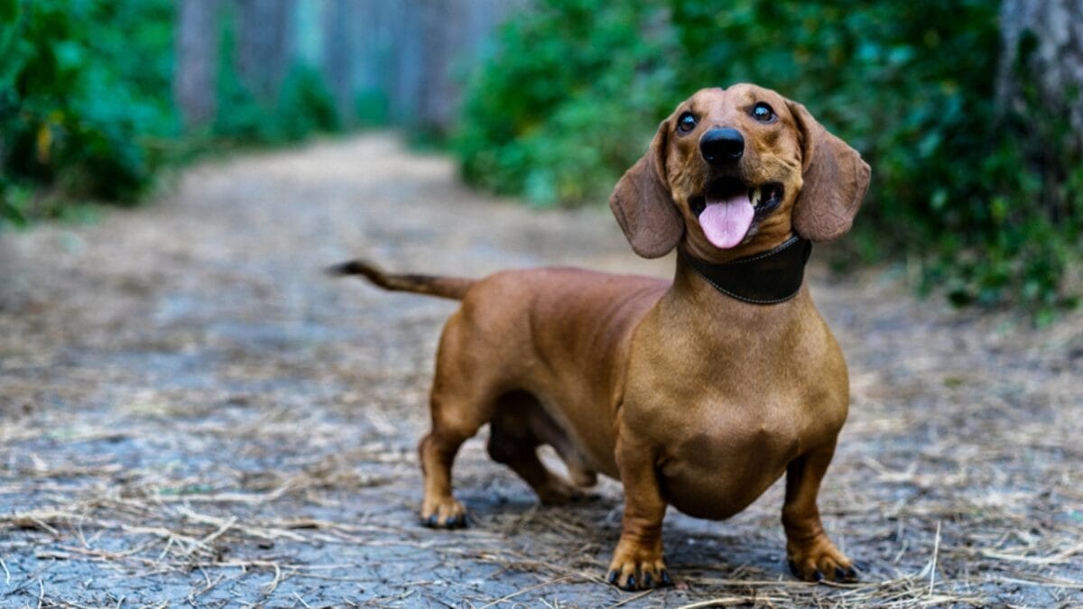 11 Facts About Dachshunds That Will Surprise You 4 11 Facts About Dachshunds That Will Surprise You - daschund ss753425617
