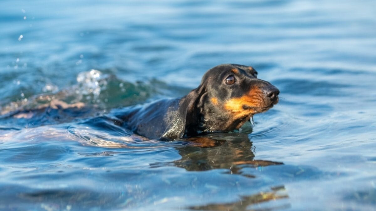 11 Facts About Dachshunds That Will Surprise You 5 11 Facts About Dachshunds That Will Surprise You - daschund swimmer ss2326520051
