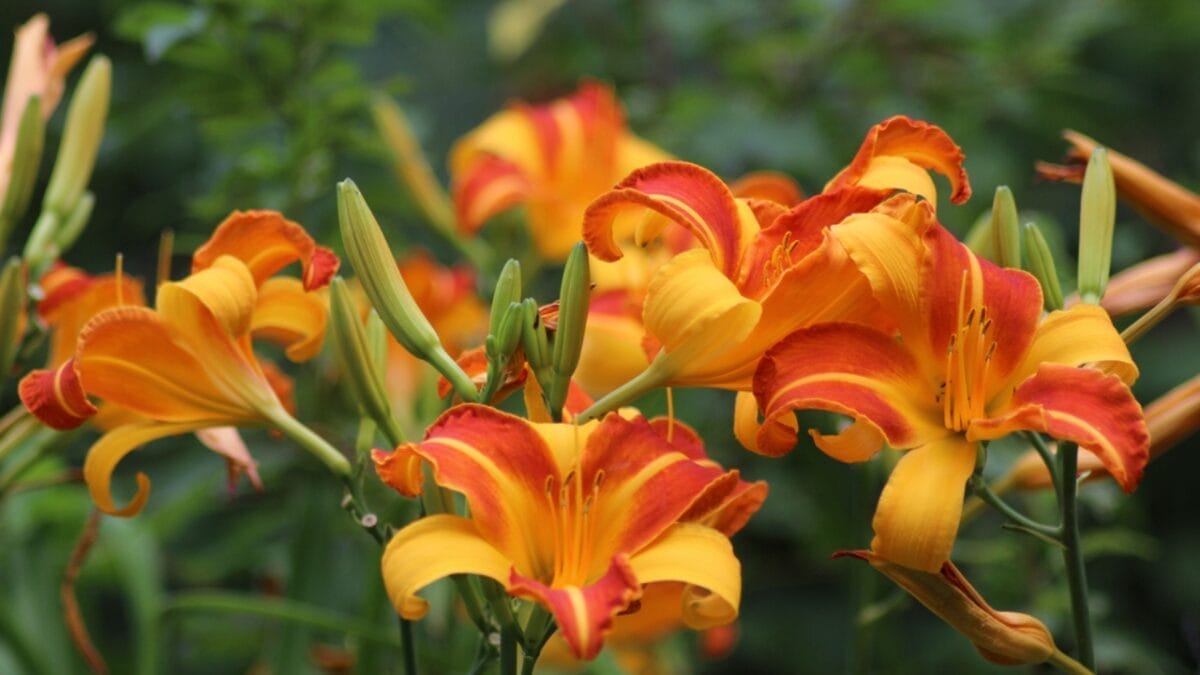 15 Perennials to Divide & Transplant This November for a Fuller Spring Garden 3 15 Perennials to Divide & Transplant This November for a Fuller Spring Garden - daylilies ss1919998274