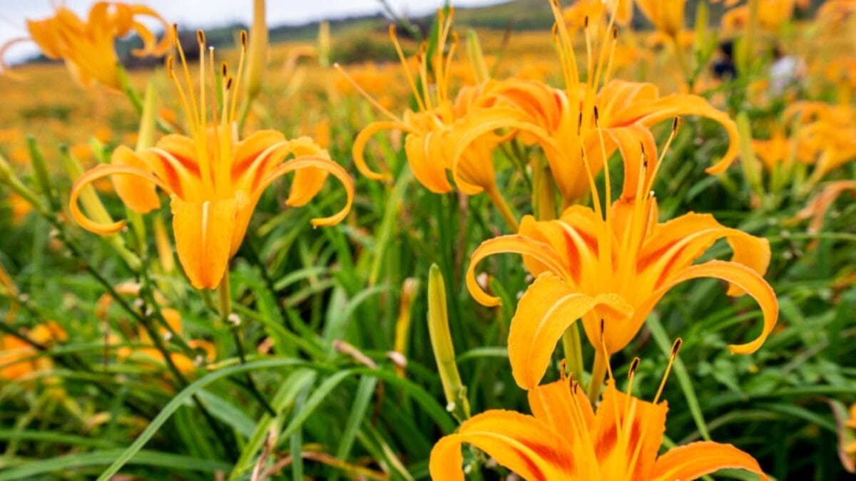 15 Hardy Self-Seeding Perennials to Crowd Out Weeds - daylily flower dp271627488
