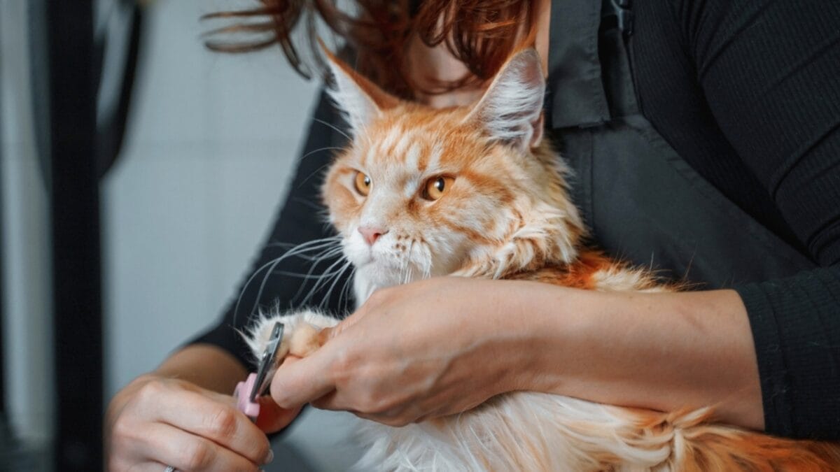 12 Things You Should Never Do to Your Cat 8 12 Things You Should Never Do to Your Cat - declaw cat ss2228761125