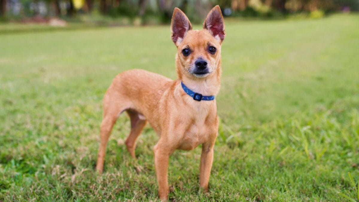 7 Different Types of Chihuahua Breeds Most People Don't Know About 3 7 Different Types of Chihuahua Breeds Most People Don't Know About - deer head chihuahua ss1478121212