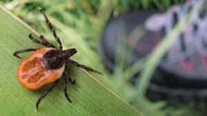 10 Plants & Trees That Attract Ticks 1 10 Plants & Trees That Attract Ticks - deer tick ss1725926404