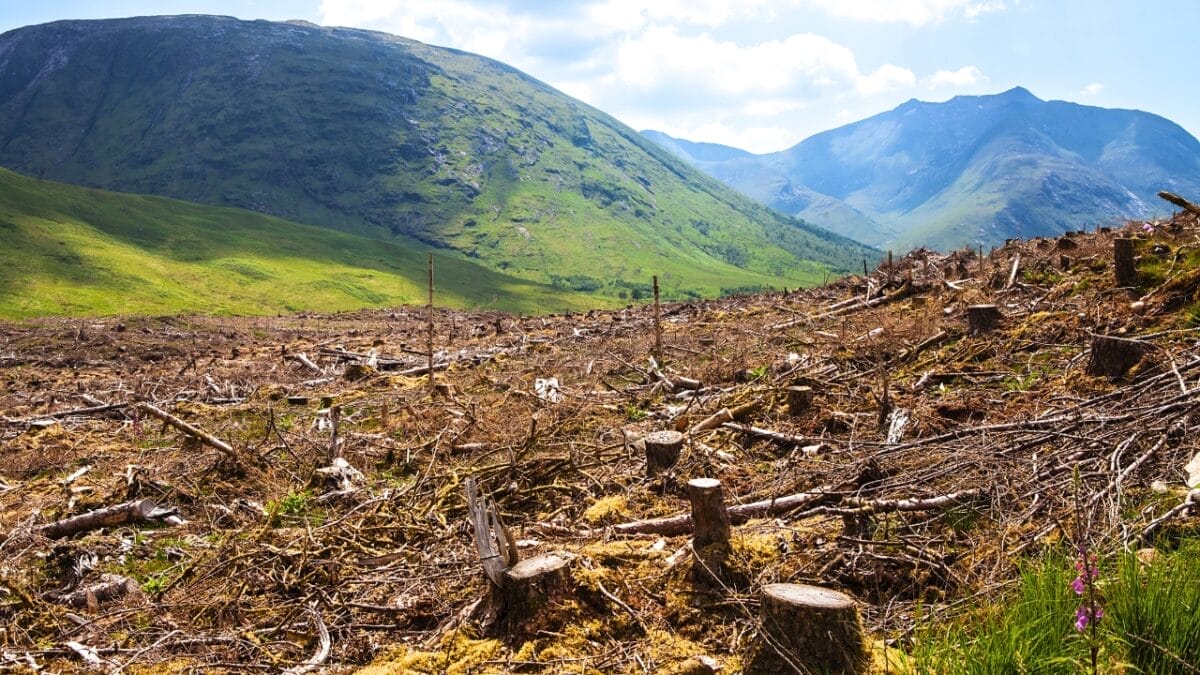 7 Dangers Threatening Hummingbirds 2 7 Dangers Threatening Hummingbirds - deforestation ss569562037