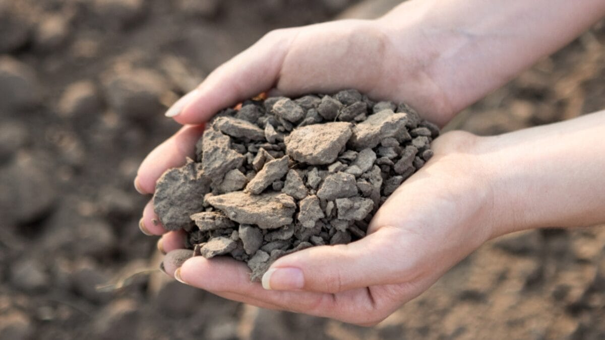 EWG’s 2024 Fruit & Veggie Dirty Dozen (Highest in Pesticides) & Clean 15 Lists - degrade soil health ss457264624