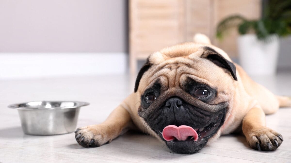 High White Blood Cell Counts in Dogs: 6 Probable Causes 7 High White Blood Cell Counts in Dogs: 6 Probable Causes - dehydration ss2025132776