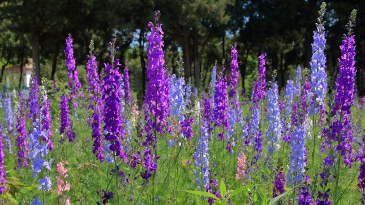 15 Gorgeous Flowers to Plant in August for Stunning Blooms Next Year 5 15 Gorgeous Flowers to Plant in August for Stunning Blooms Next Year - delphinium ss2161455573