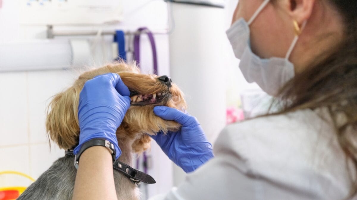 15 Dog Care Mistakes You May Not Realize You’re Making 7 15 Dog Care Mistakes You May Not Realize You’re Making - dental issue with dog ss1964903515