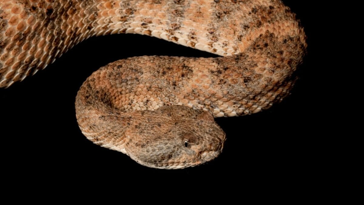 30 Rattlesnake Species from Around the Globe: Majority in U.S. 27 30 Rattlesnake Species from Around the Globe: Majority in U.S. - desert massasauga rattlesnake dp25856637