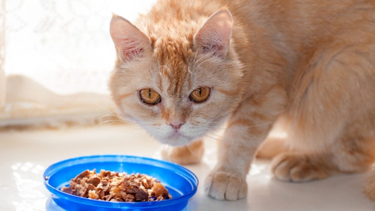 12 Things You Should Never Do to Your Cat 3 12 Things You Should Never Do to Your Cat - diet cat ss261314558