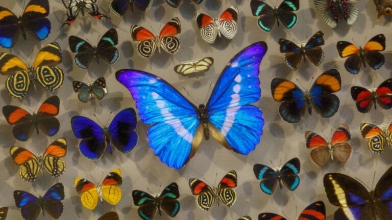 The Art of Imitation: 5 Common Materials That Borrow from Nature 1 The Art of Imitation: 5 Common Materials That Borrow from Nature - different butterfly dp282701626