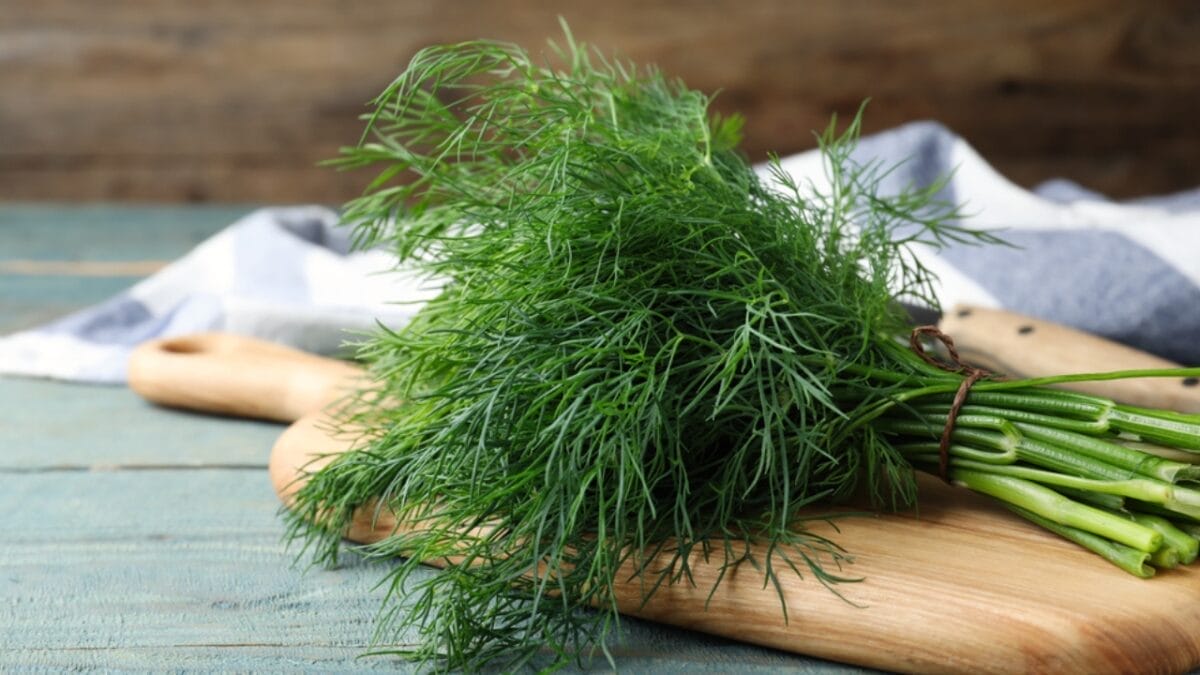 Ditch the Pesticides: 15 Natural Pest-Repelling Plants for a Thriving Garden 16 Ditch the Pesticides: 15 Natural Pest-Repelling Plants for a Thriving Garden - dill dp478631396