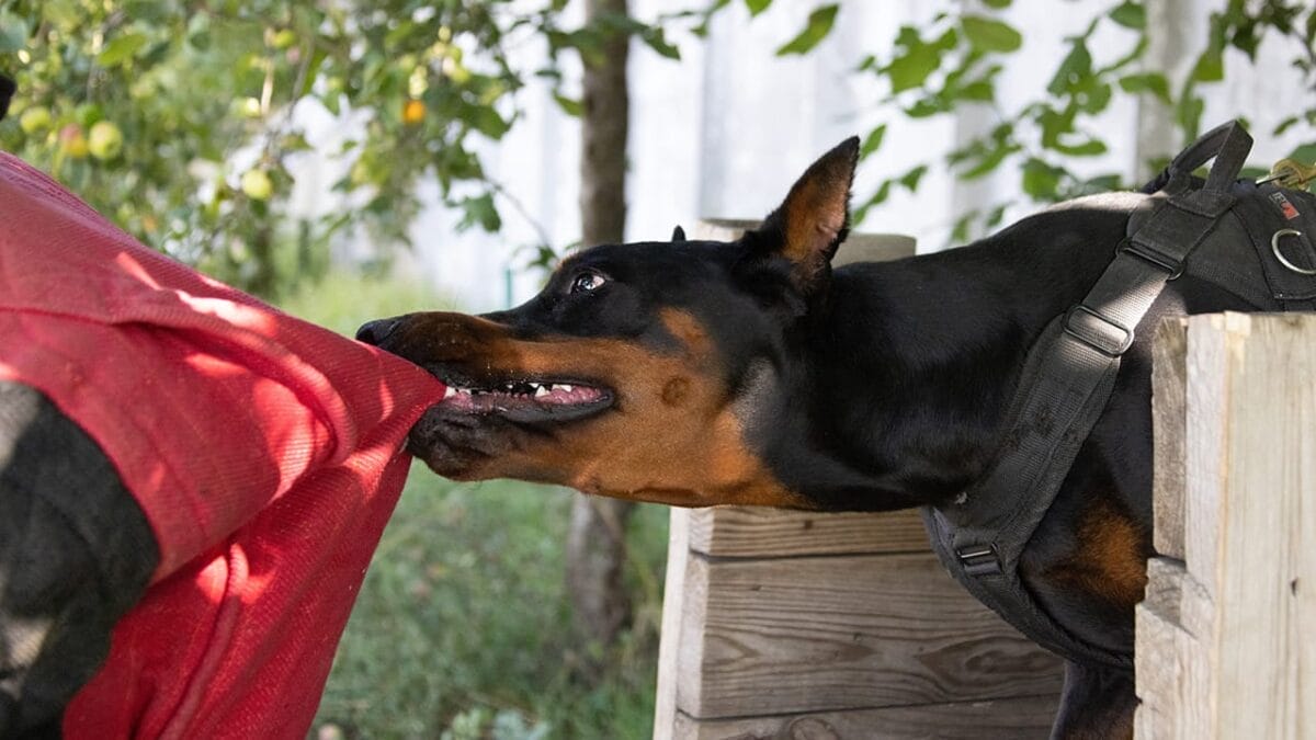 Doberman Debate: 5 Pros & Cons To Help You Decide If This Breed Is Right For You 5 Doberman Debate: 5 Pros & Cons To Help You Decide If This Breed Is Right For You - doberman dog ss2356366811