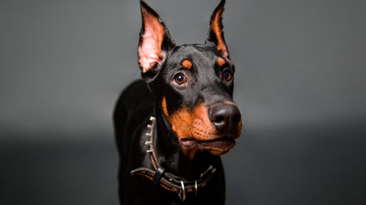 10 Things Only Doberman Pinscher Lovers Know That Others Don't 3 10 Things Only Doberman Pinscher Lovers Know That Others Don't - doberman dog face ears dp443109500