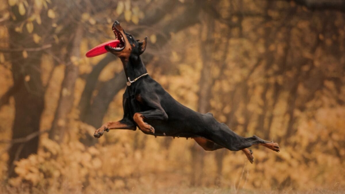 10 Things Only Doberman Pinscher Lovers Know That Others Don't 10 10 Things Only Doberman Pinscher Lovers Know That Others Don't - doberman dog jumping frisbee dp252396260