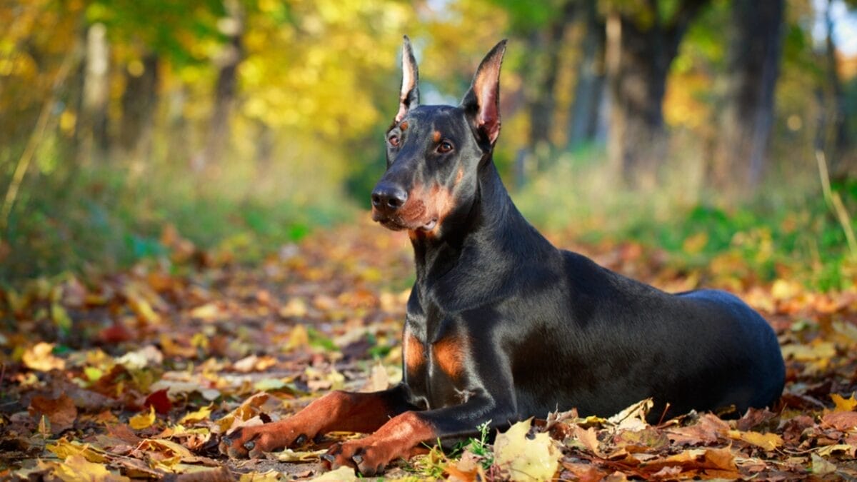 10 Things Only Doberman Pinscher Lovers Know That Others Don't 6 10 Things Only Doberman Pinscher Lovers Know That Others Don't - doberman dog sitting leaves dp55689651