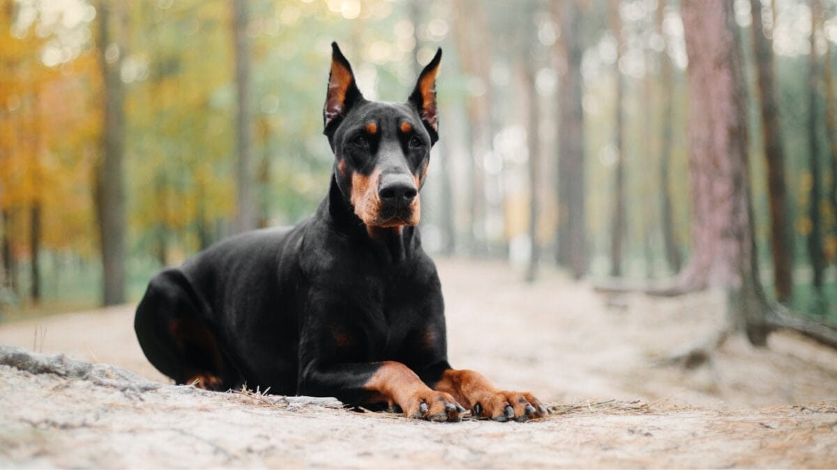 10 Best Dog Breeds That Excel at Protecting Against Mountain Lions 4 10 Best Dog Breeds That Excel at Protecting Against Mountain Lions - doberman dog sitting trees dp240058194