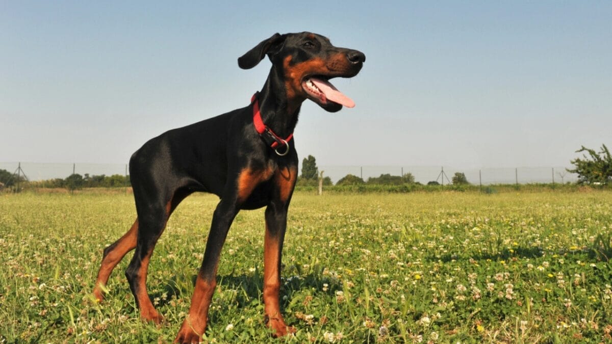 10 Things Only Doberman Pinscher Lovers Know That Others Don't 5 10 Things Only Doberman Pinscher Lovers Know That Others Don't - doberman dog standing side grass dp3516354