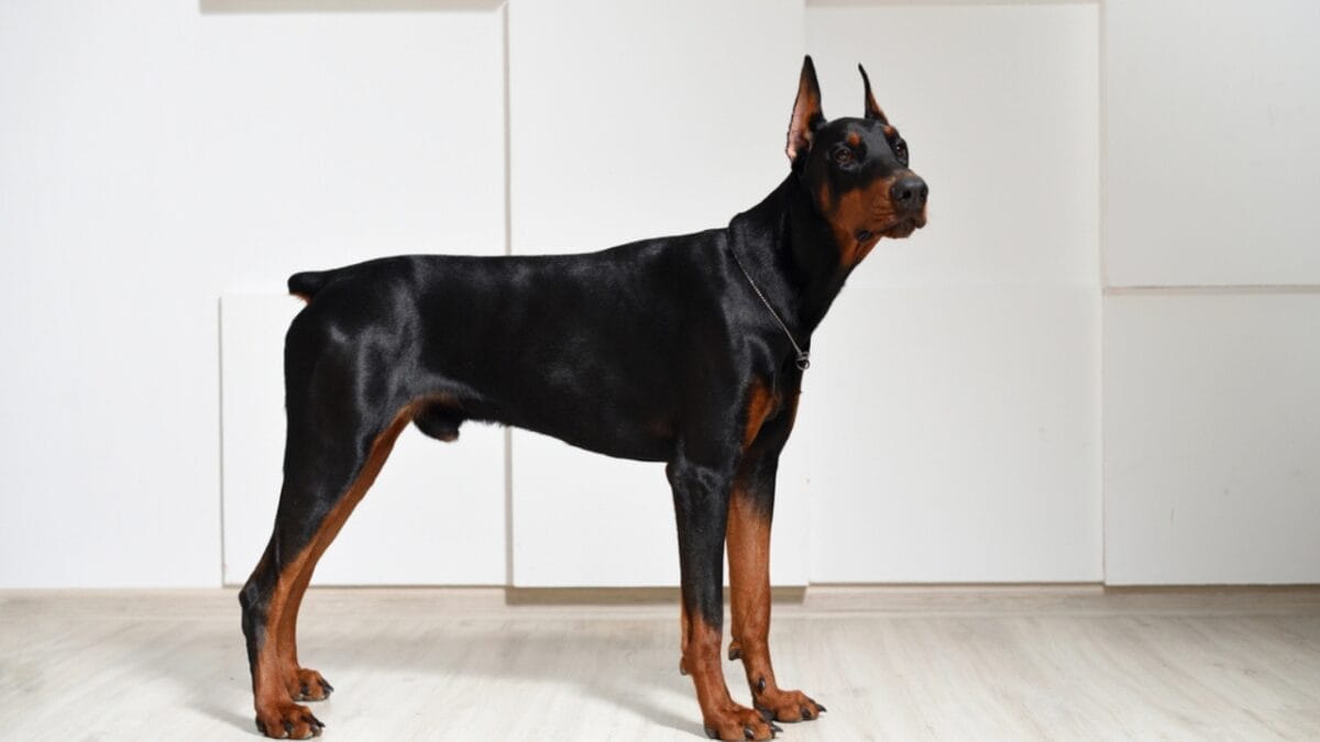10 Things Only Doberman Pinscher Lovers Know That Others Don't - doberman dog standing white dp322023026