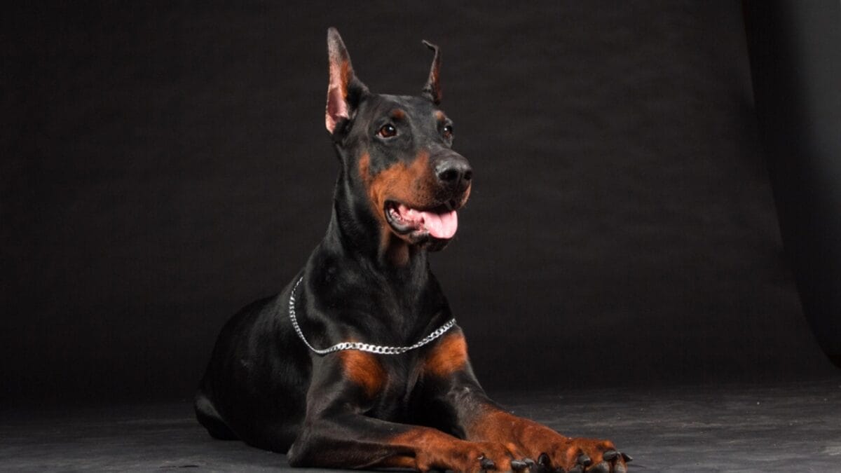 10 Things Only Doberman Pinscher Lovers Know That Others Don't 9 10 Things Only Doberman Pinscher Lovers Know That Others Don't - doberman dog studio dp35853463