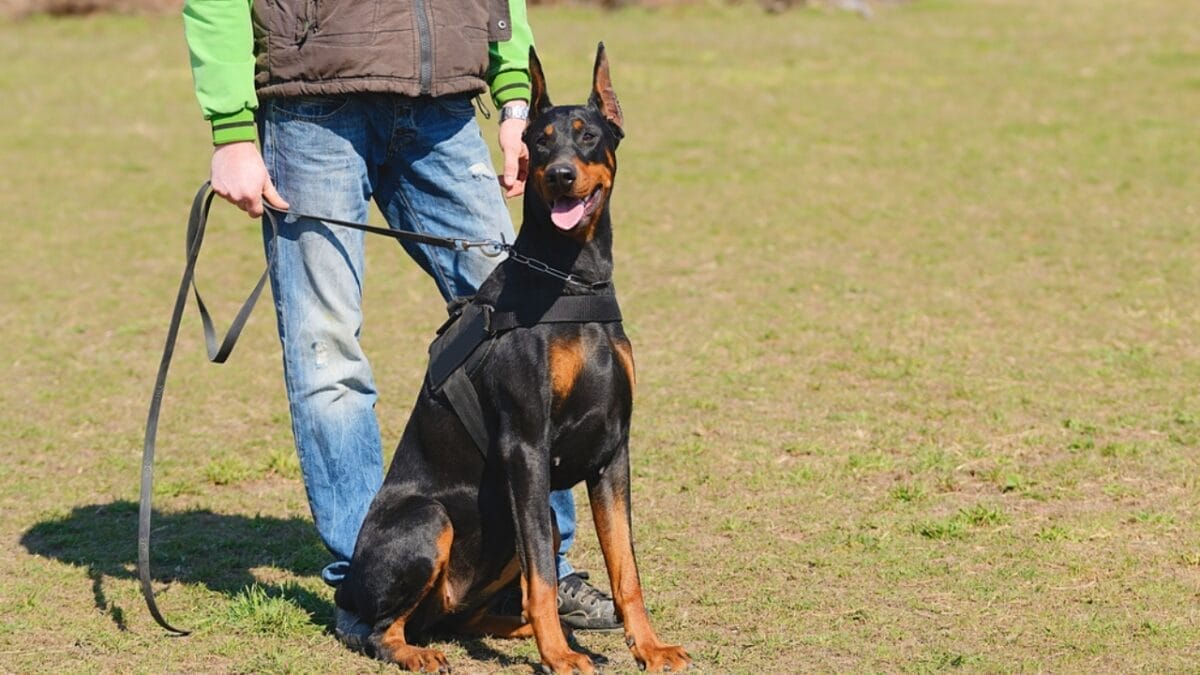 10 Things Only Doberman Pinscher Lovers Know That Others Don't 7 10 Things Only Doberman Pinscher Lovers Know That Others Don't - doberman dog with leash dp68458215