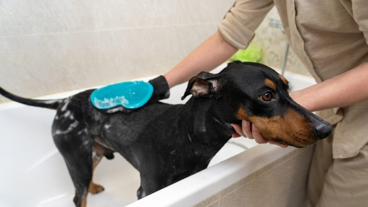 Doberman Debate: 5 Pros & Cons To Help You Decide If This Breed Is Right For You 6 Doberman Debate: 5 Pros & Cons To Help You Decide If This Breed Is Right For You - doberman grooming ss2116889237