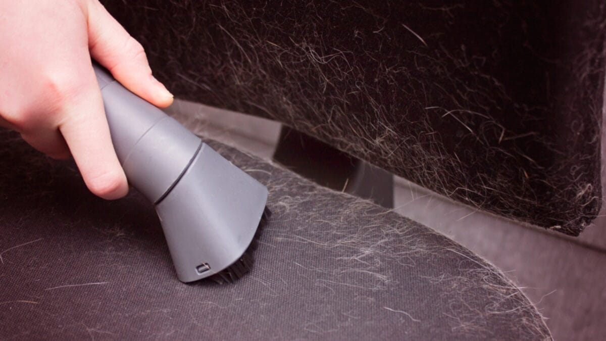 Doberman Debate: 5 Pros & Cons To Help You Decide If This Breed Is Right For You 12 Doberman Debate: 5 Pros & Cons To Help You Decide If This Breed Is Right For You - doberman shed ss1350747239