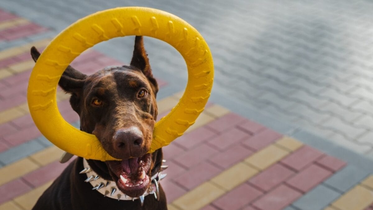 13 Easiest Dogs to Train for a Perfect Pup 8 13 Easiest Dogs to Train for a Perfect Pup - doberman ss2391849793