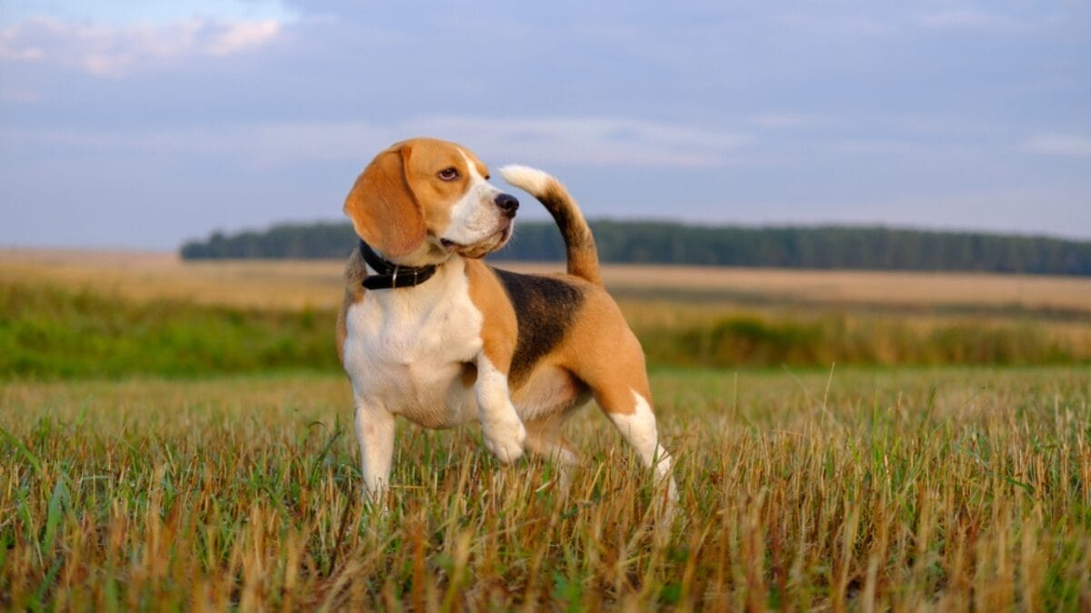 A Hunter's Best Friend: 10 Dog Breeds Built For The Hunt 6 A Hunter's Best Friend: 10 Dog Breeds Built For The Hunt - dog Beagle ss707553880